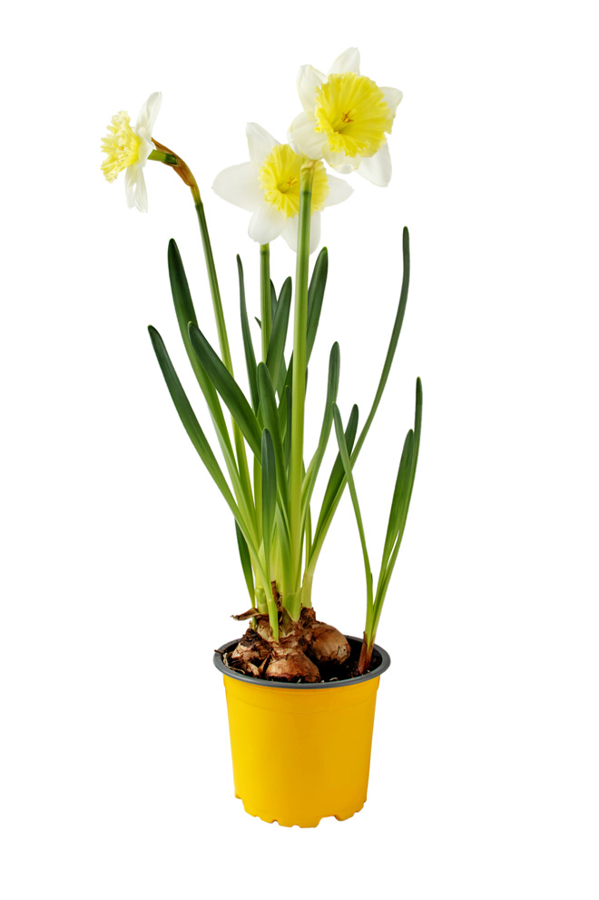 potted daffodils