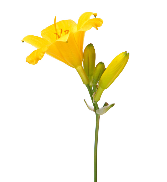 daylily