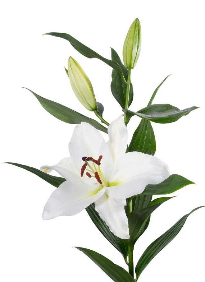 lily flower