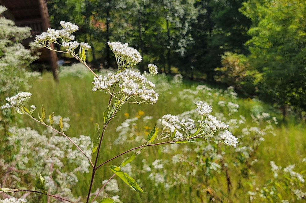 Prairie meadow