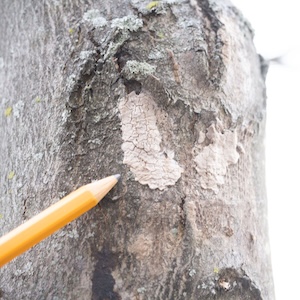 Spotted lanternfly fresh egg mass