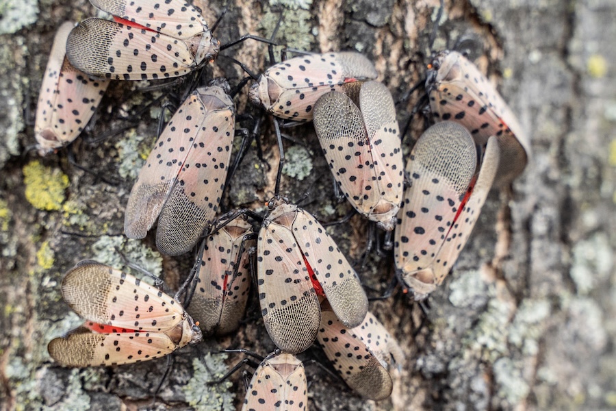 Adult spotted lanternfly infestation