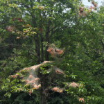 A group of trees has a severe infestation of fall webworm; many branches are dead and covered with webbing.