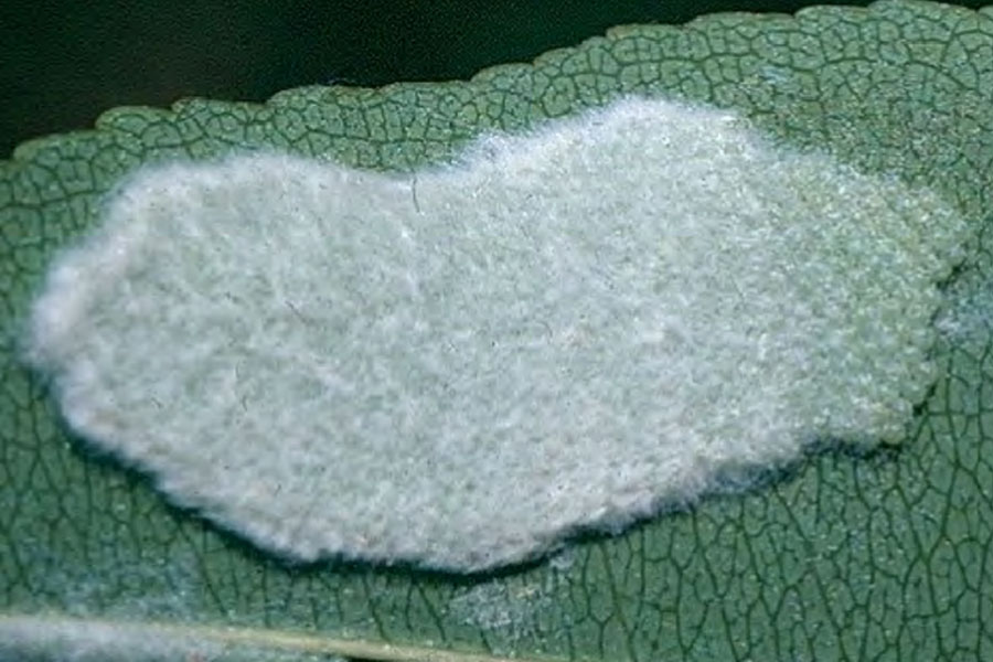 A fuzzy patch of eggs lays across a ;eaf