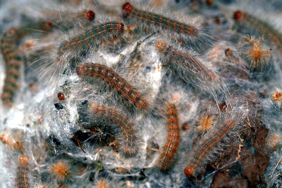 A swarm of fall webworm larvae are seen traversing their webbed nest