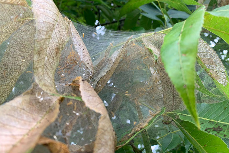 A closeup of leaf damage from fall webworm infestation