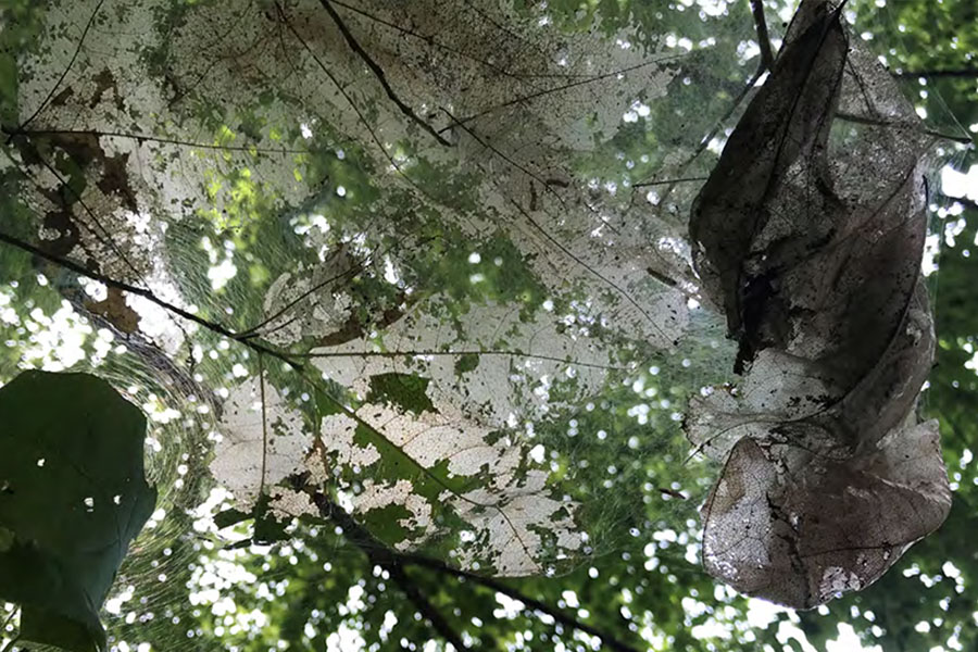 A shot from below a fall webworm nest 