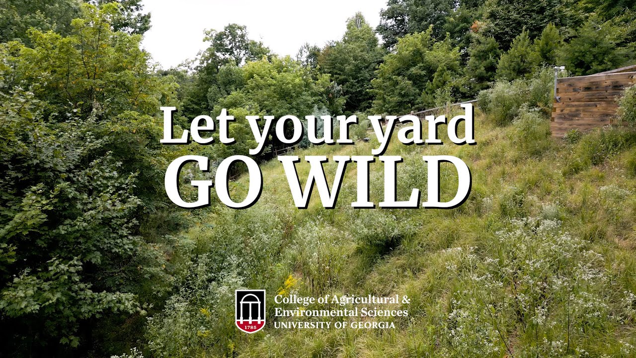 A graphic reading "Let your yard go wild" with the UGA College of Agricultural and Environmental Sciences logo overtop of a native landscape.