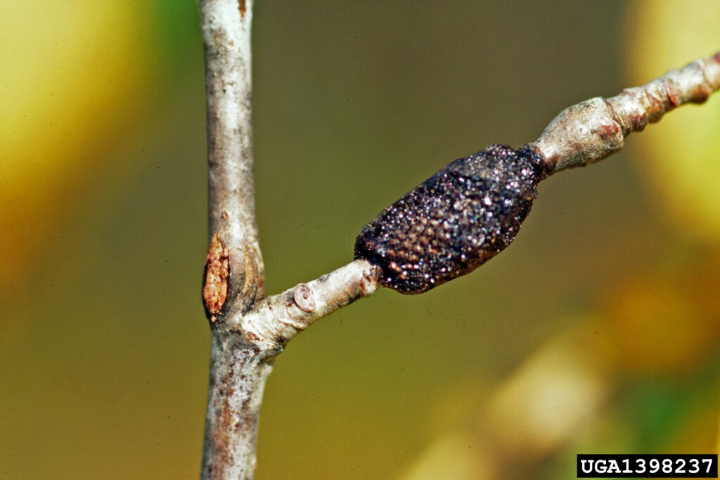 A dark bumpy egg mass sits at the base of a branch on a twig.