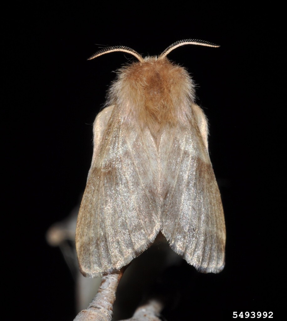A third photo of a very fuzzy moth.