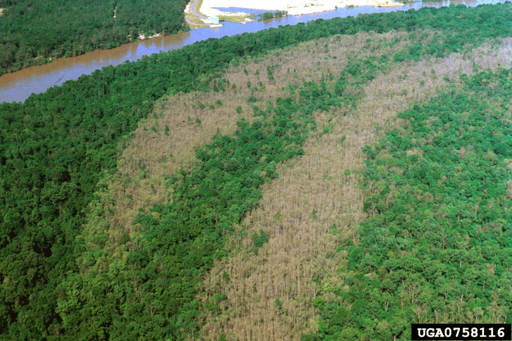 a swathe of damaged forest stands out in brown coloration against the green landscape