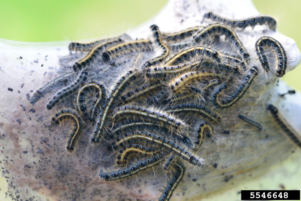 A colony of larva swarm a tent on a branch.