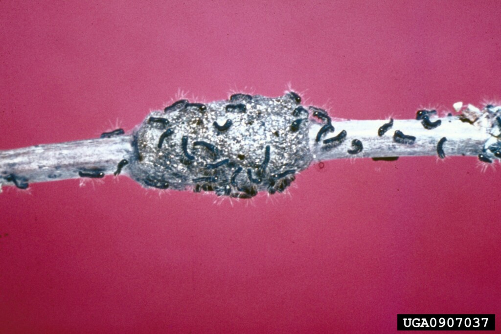 A swarm of new caterpillars masses around a single point on a branch.
