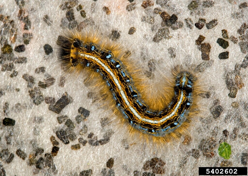 a fuzzy striped caterpillar larva is the focus of this photograph