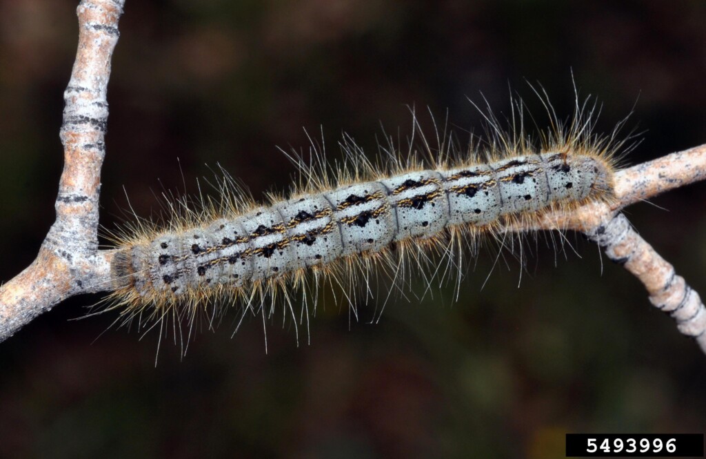 a spiky-haird caterpillar crawls along a branch's length in this photo.