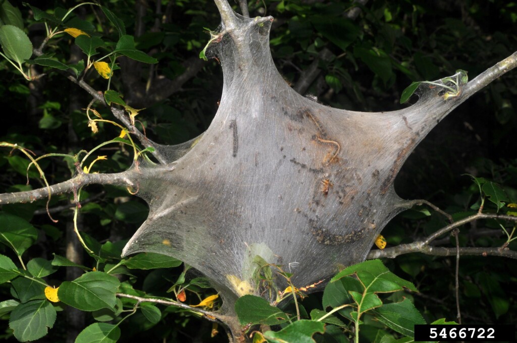 In this photo a tent made of webbing and filled with caterpillars adorns the branches of a tree.