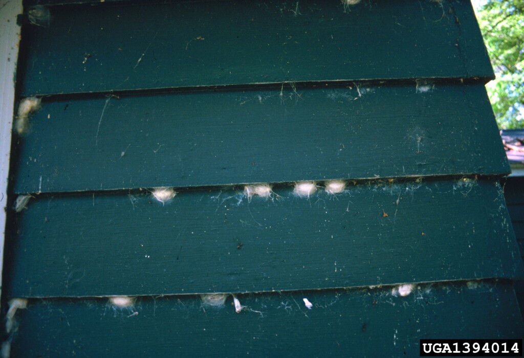 A photo of painted siding whose gaps are filled with fluffy caterpillars.