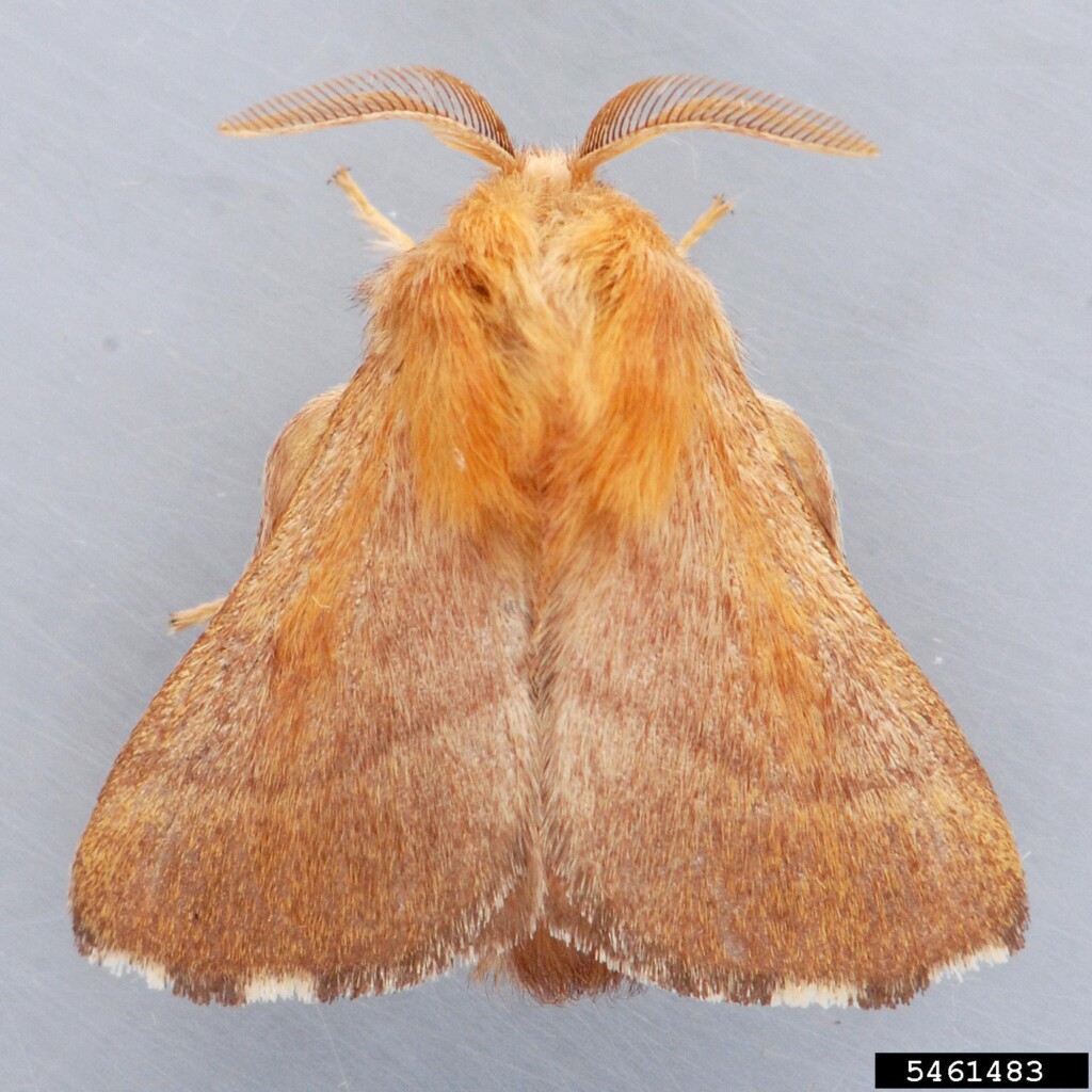 A photo of a furry moth with frondy antennae.