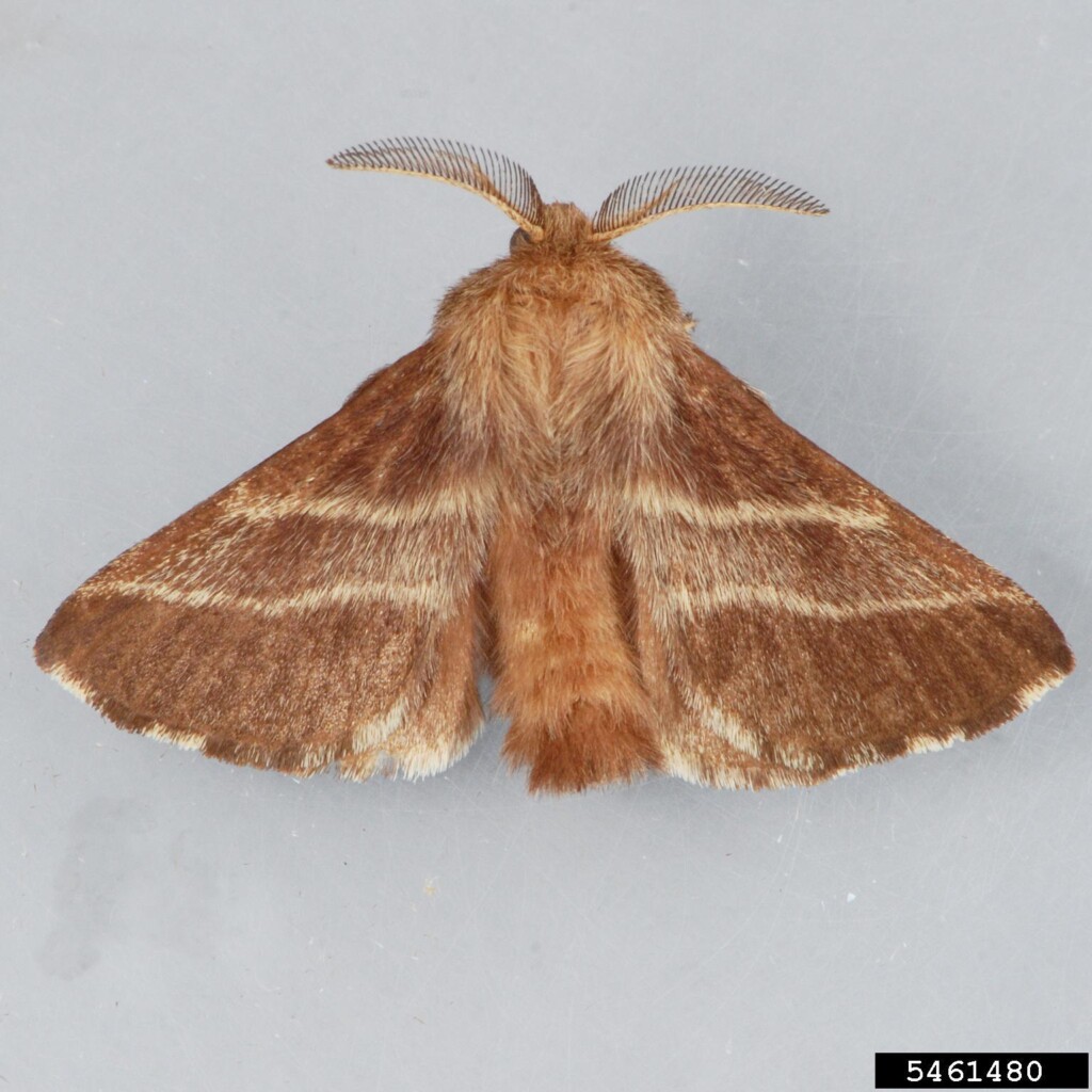 Another photo of a furry moth with frondy antennae