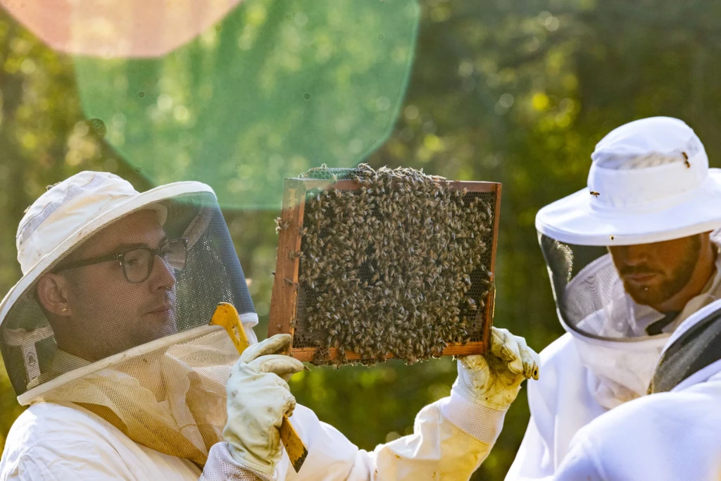 Lewis Bartlett (left) examines a hive frame full of bees