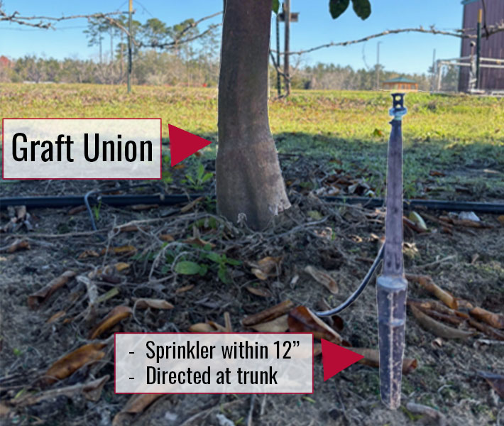 an irrigation sprinkler set near a citrus tree