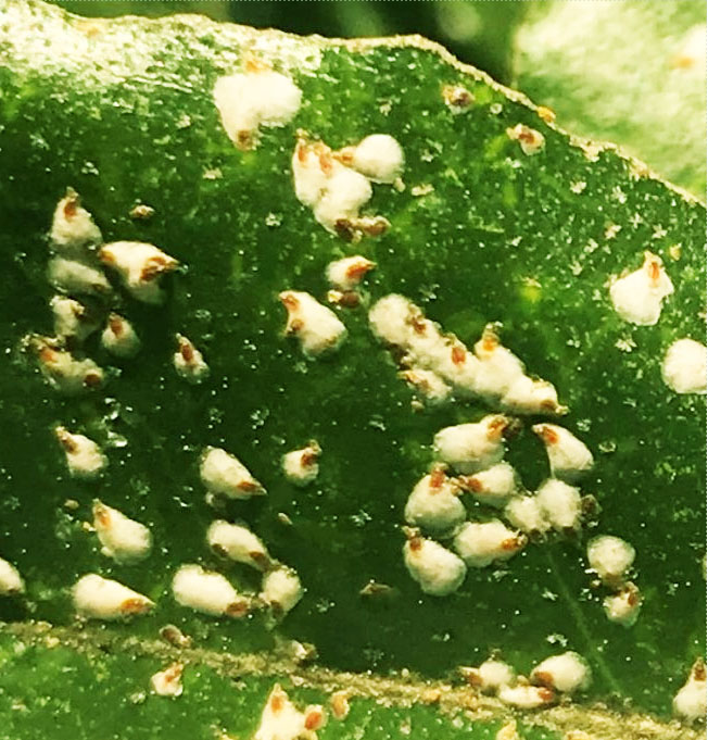 A group of false oleander scale are clustered on a leaf