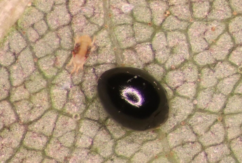 An up close and personal microscopic shot of the mite destructor. It presents as a glossy dark brown orb with no features.