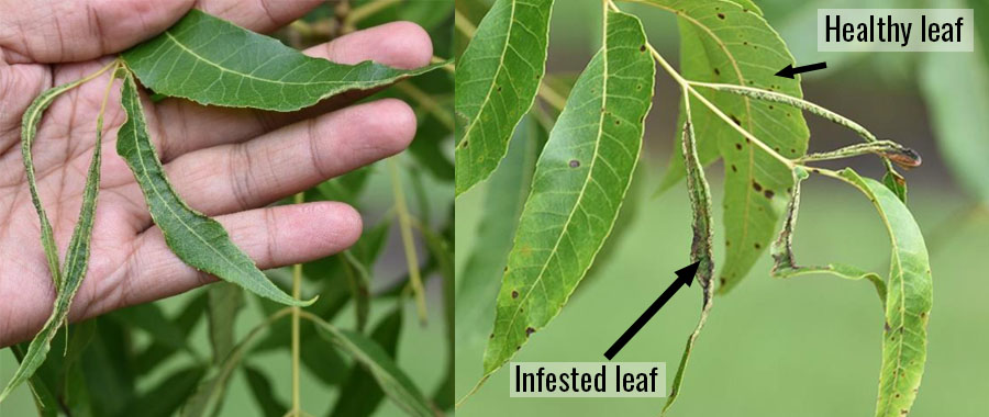 two images comparing healthy pecan leaves to those infested with leafroll mites. The infested leaves have edges that curl inwards, while healthy leaves remain unaltered.