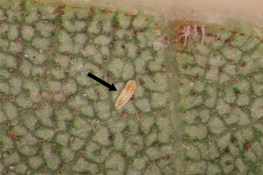 A microscopic image of a predaceous midge traversing a leaf. It has an oblong, segmented body and is translucent.
