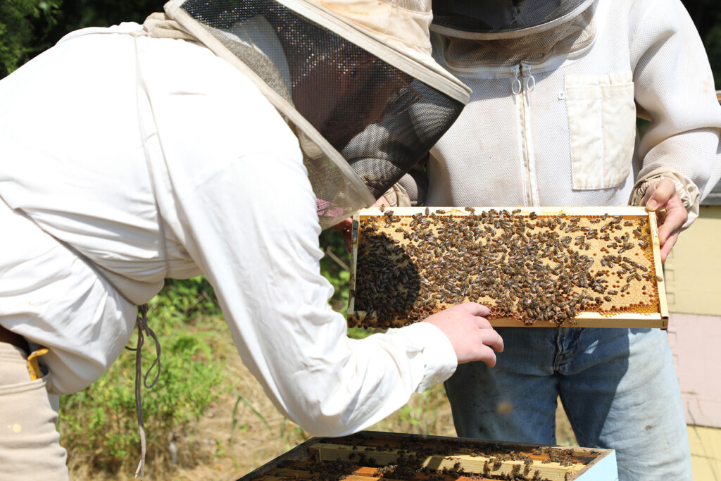 Wearing protective gear, Bartlett leans forward to examine bees on a hive frame while another beekeeper holds the frame.