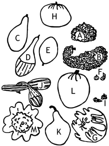 a black and white illustration of various shapes of gourds, described in the text below
