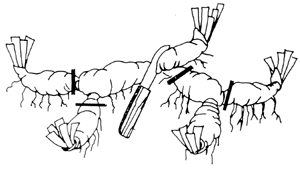 diagram showing where to cut a rhizome, close to where different sections connect