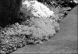 a black and white photo of mounding flowers against green grass