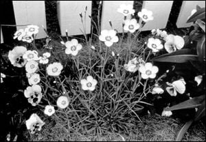 a black and white image of dianthus