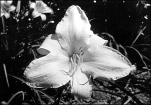 Hemerocallis