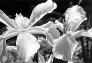 a black and white image of an iris bloom