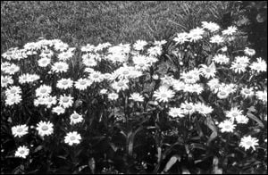 Shasta daisies