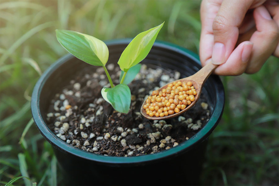 A wooden spoon filled with small round capsules hovers over a container with a small plant
