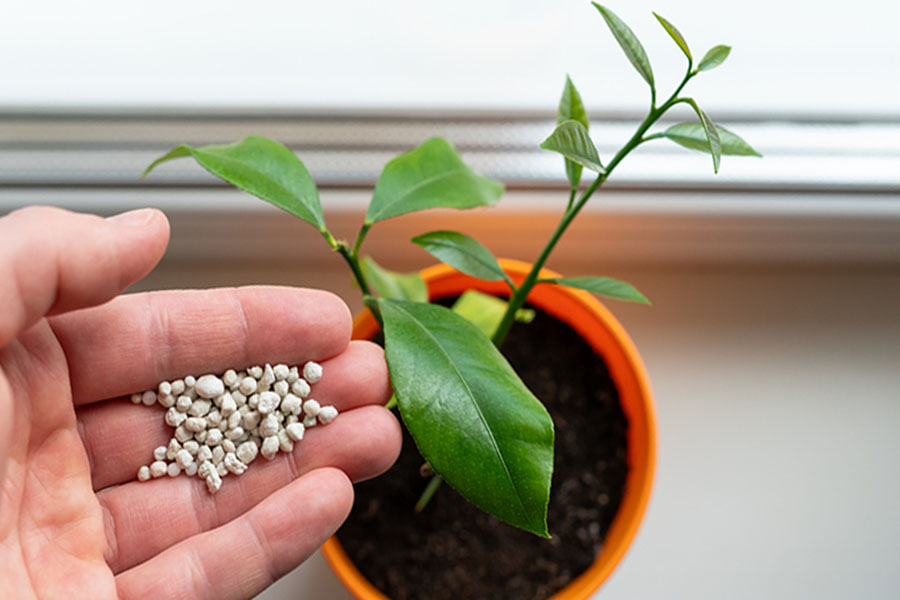 coarse looking granules are held in a hand above a potted indoor plant