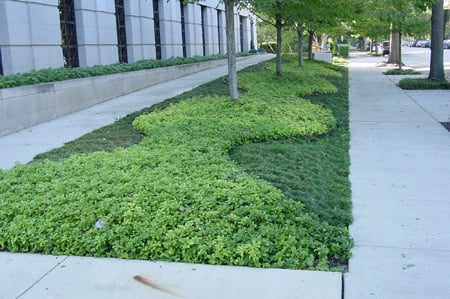 Japanese spurge forms a wavy pattern in between patches of mondograss along this urban sidewalk