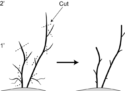 Pruning diagram for a one-year blueberry bush
