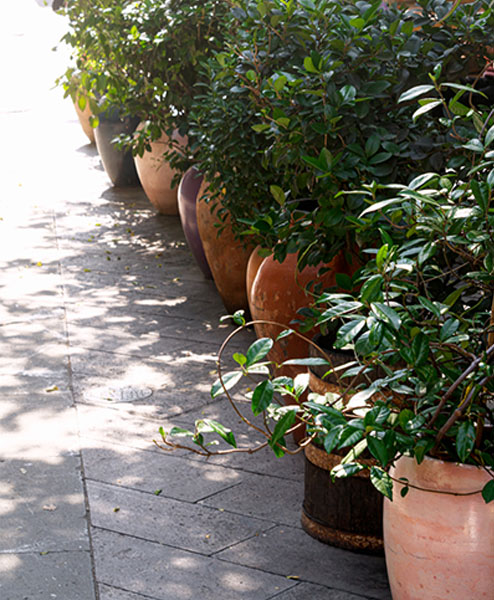A sun dappled patio lined with terracotta planters