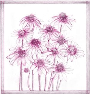 drawing of pink daisies
