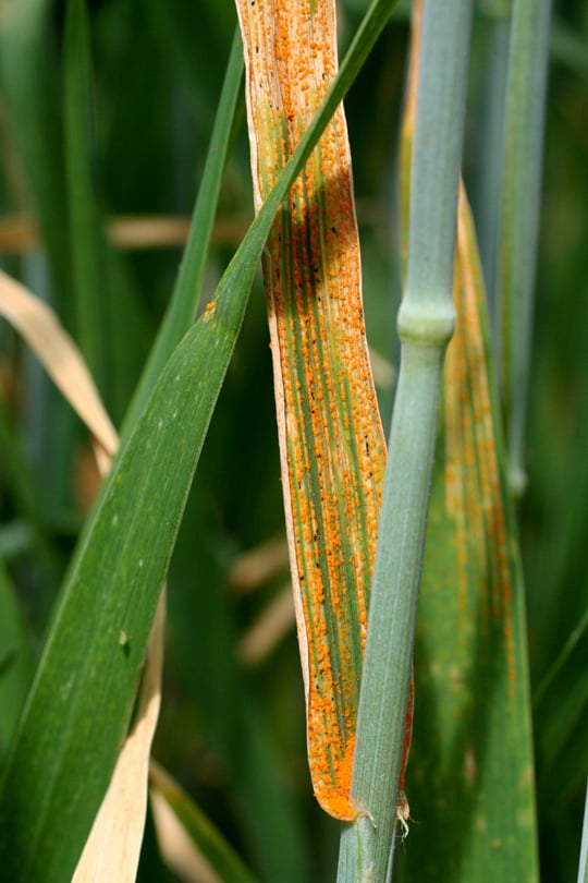 close up of blades of grass with rust-colored stripes visible along one of the blades