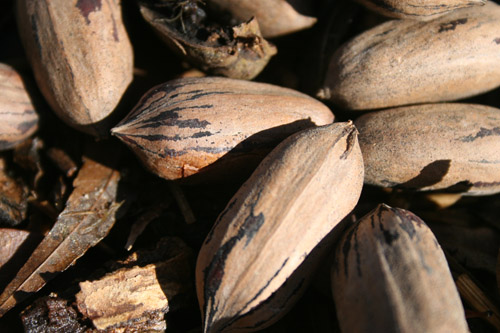 Close up of pecans.