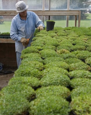 Turf samples