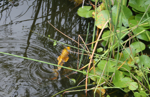 Gallery image 1 of 1