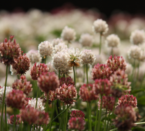 Clover with pink flowers 2