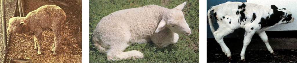 lamb, sheep, and calf that are selenium deficient.