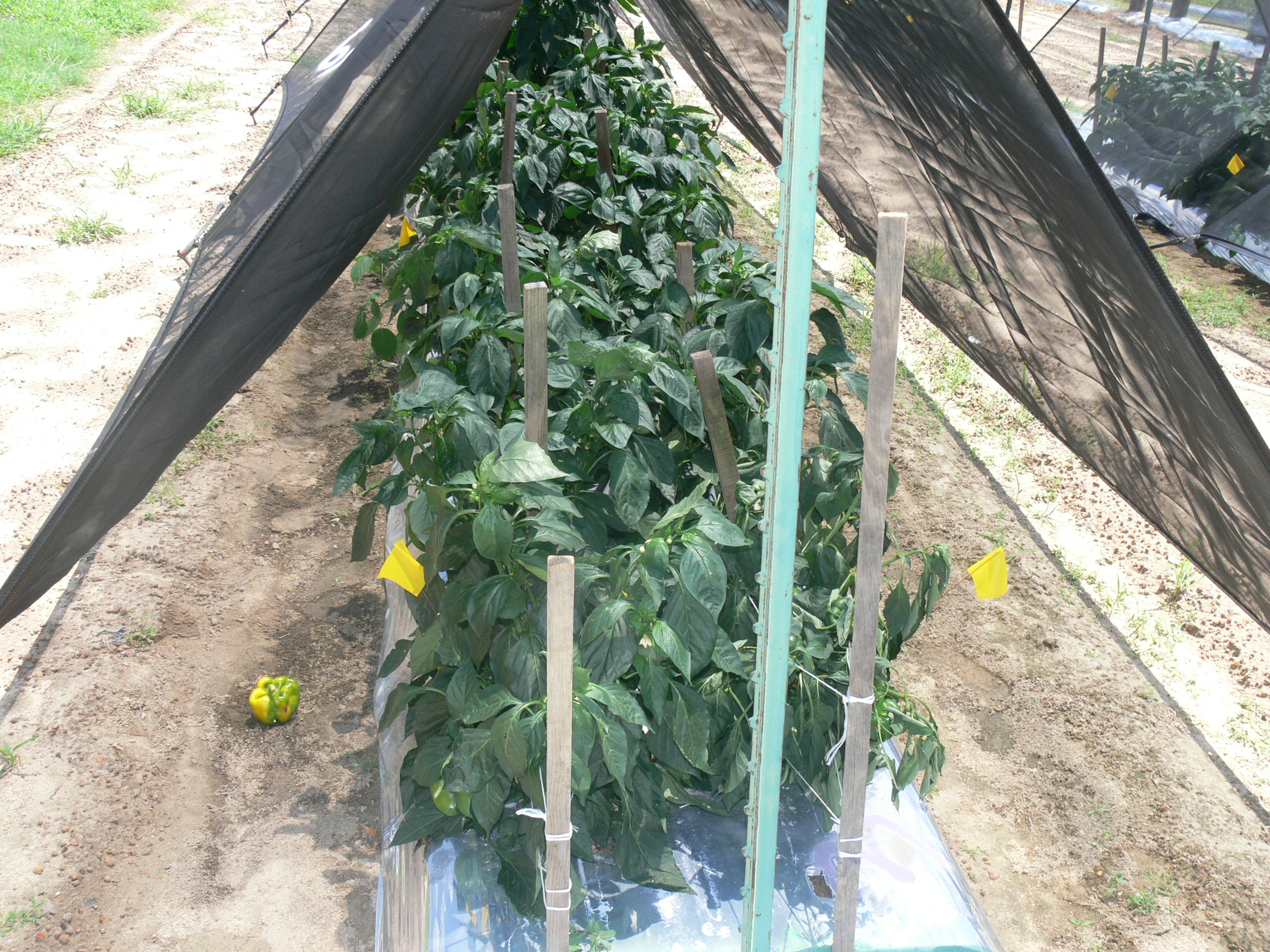 Gallery image 1 of 2